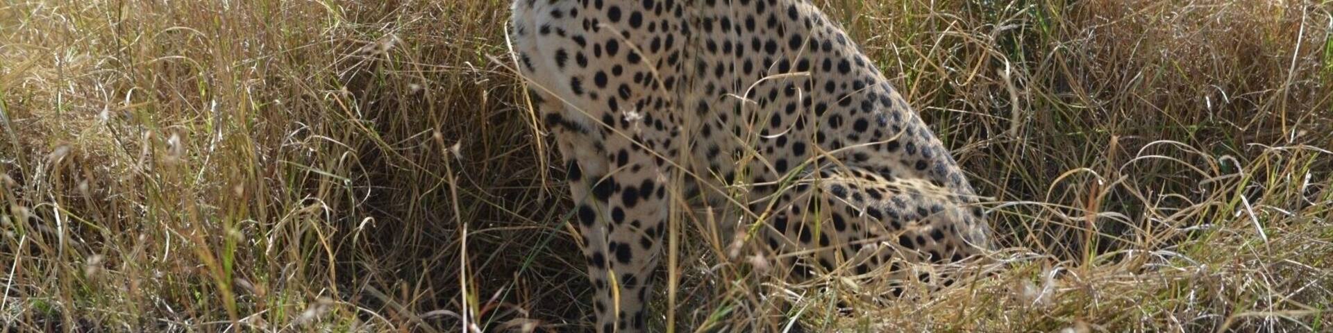 A cheetah sitting in tall grass.