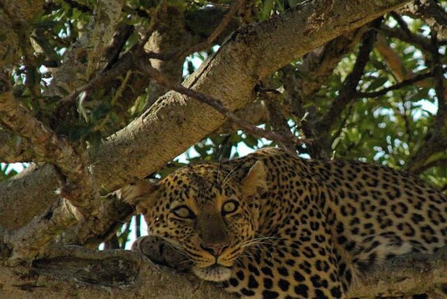 A leopard resting in a tree.