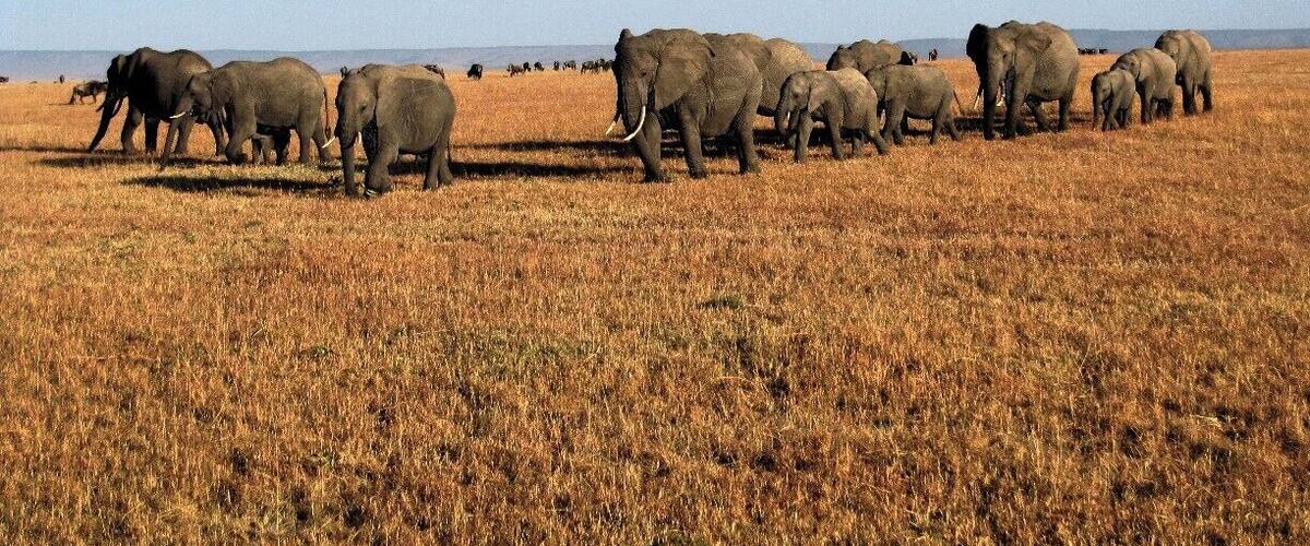 Our last hour on our last safari drive of the journey, we saw a herd of elephants crossing the savannah. It was unbelievable, just herds of them walking past us. For an entire hour, we sat watching, gazing at these magnificencent creatures.