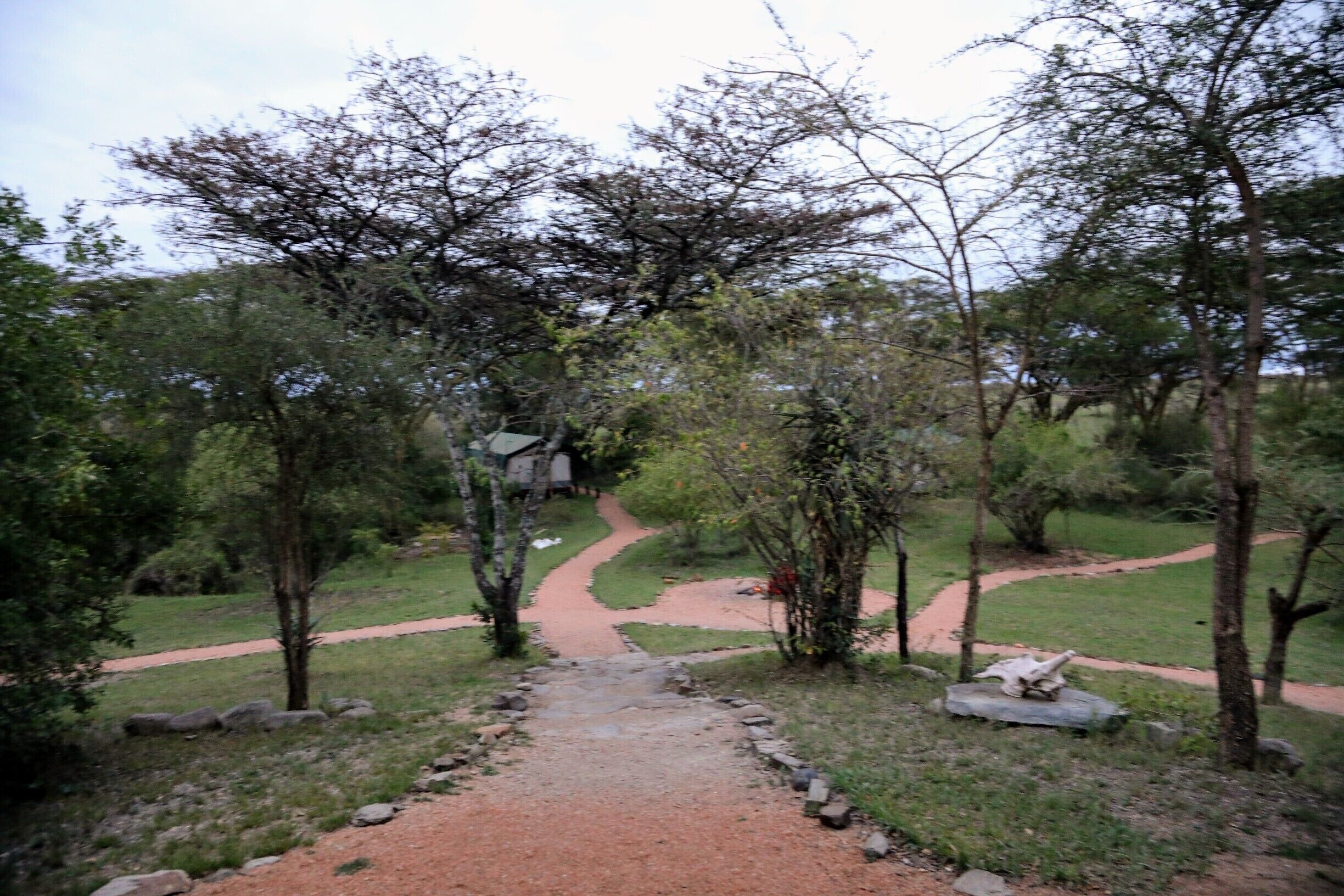 This is early morning looking from the "main tent" where you have dinner etc out on the grounds of Porini Mara camp. You can see one of the 8 tents on property down below. This really is not roughing it the tents are full on glamping with real beds etc.