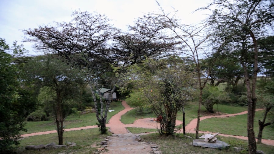 This is early morning looking from the "main tent" where you have dinner etc out on the grounds of Porini Mara camp. You can see one of the 8 tents on property down below. This really is not roughing it the tents are full on glamping with real beds etc.