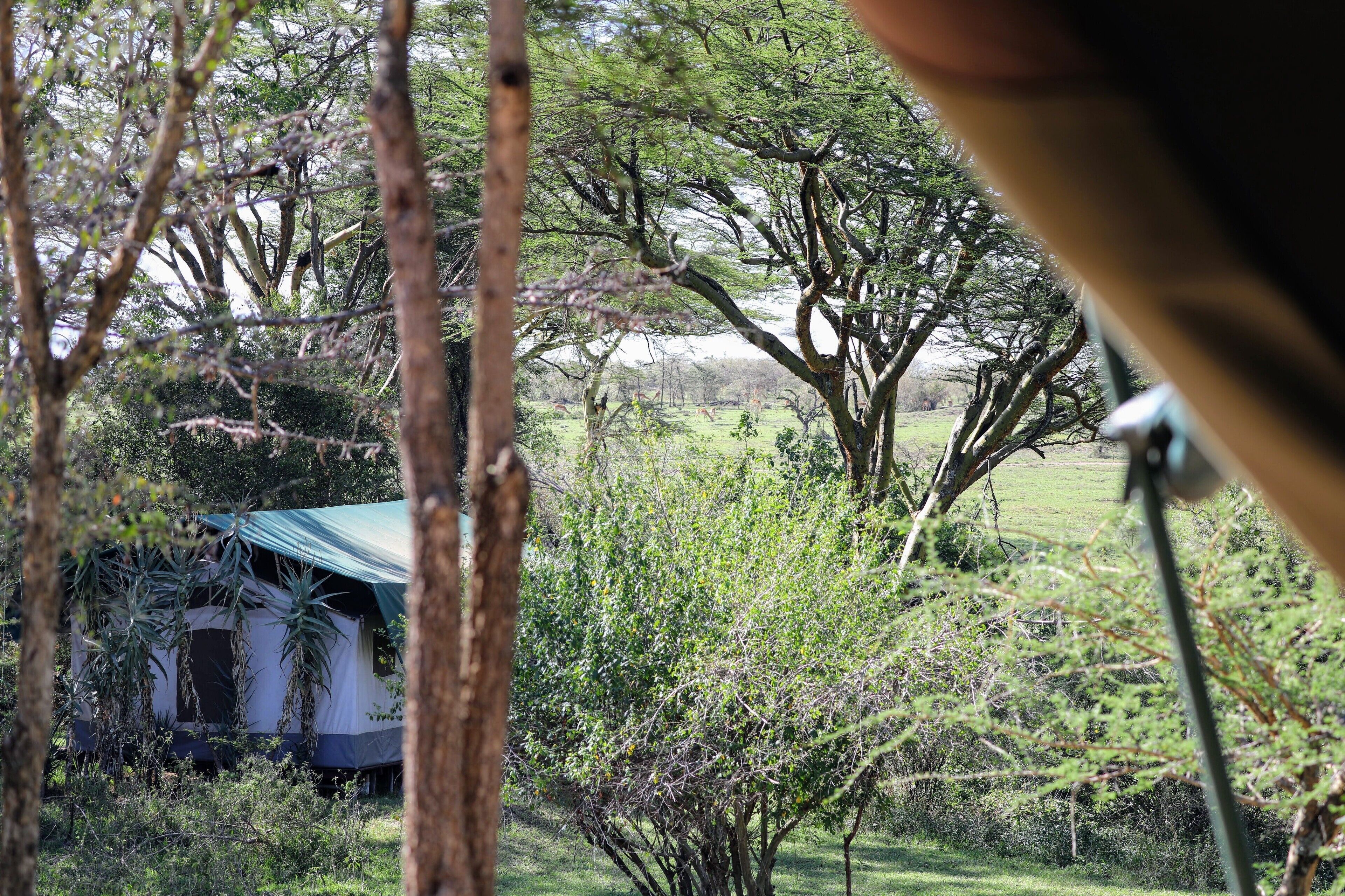 This is a view looking out of my tent at Gamewatchers Safaris & Porini Camps Porini Mara camp, you can see the closest other tent and if you look carefully not far off are some Impala (I think) , there are no fences it really is an amazing experience. I truly hope any of you who would enjoy this get a chance to go someday. This is one of the places I will revisit in 2020 with a ever growing group of people :)