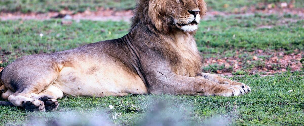Young male lion seen on a drive from Porini Mara camp in Kenya