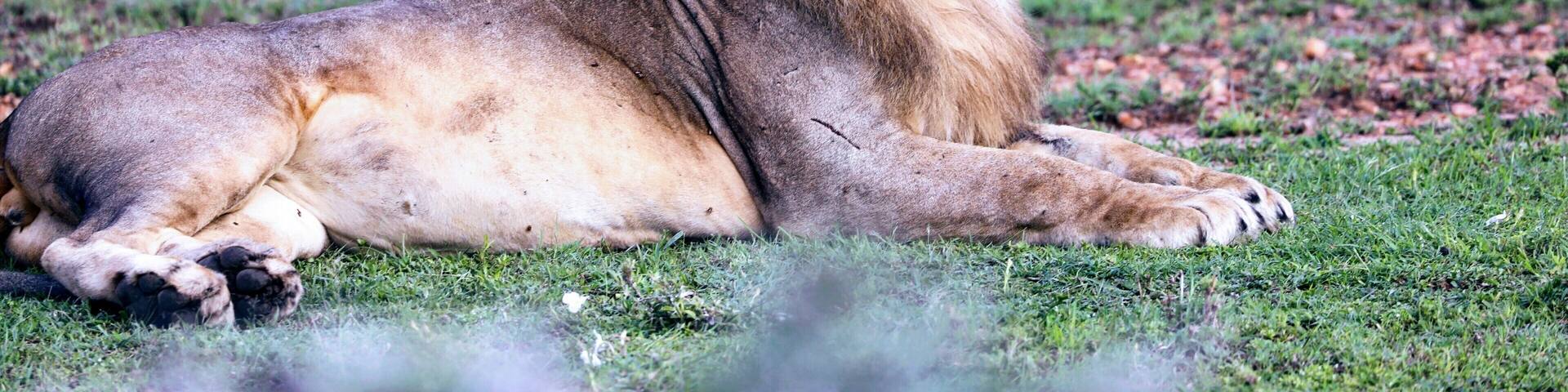 Young male lion seen on a drive from Porini Mara camp in Kenya