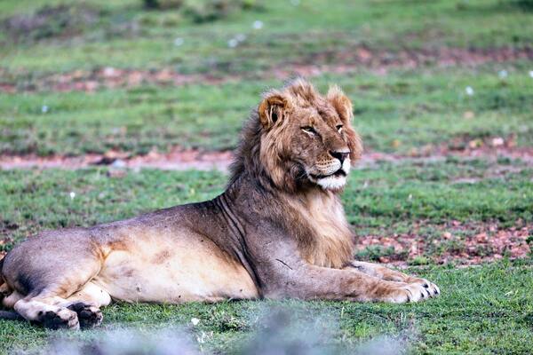 Young male lion seen on a drive from Porini Mara camp in Kenya