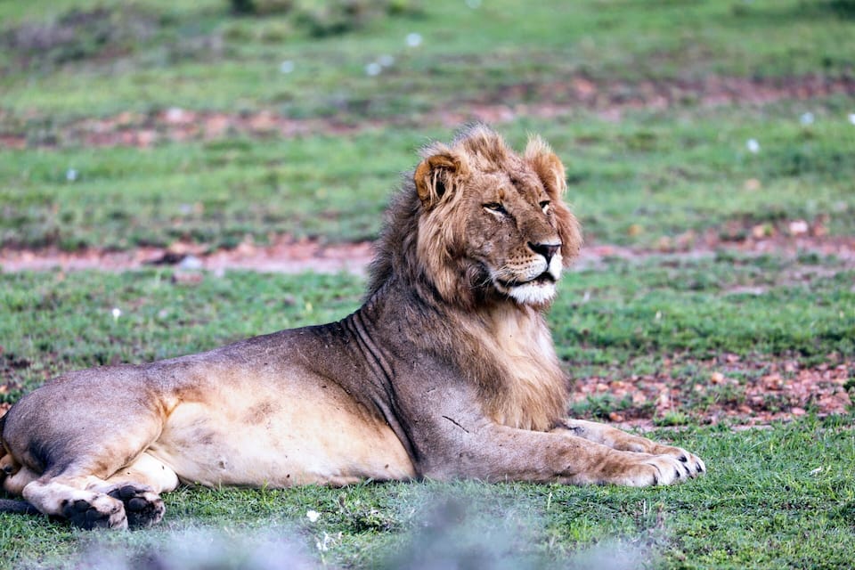 A lion lying on grass in a natural setting.