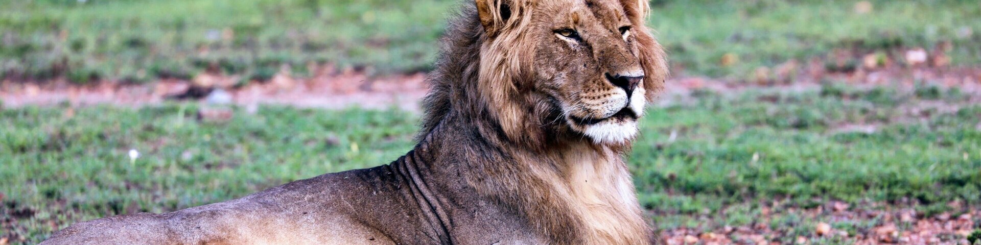 Young male lion seen on a drive from Porini Mara camp in Kenya