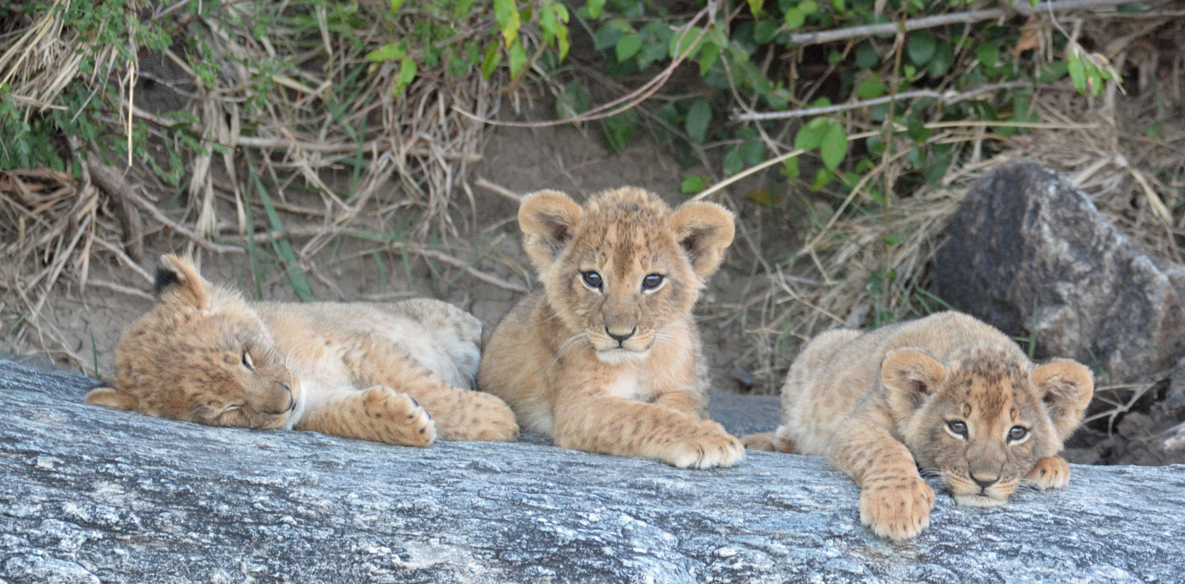 Cute but watch out for Mother