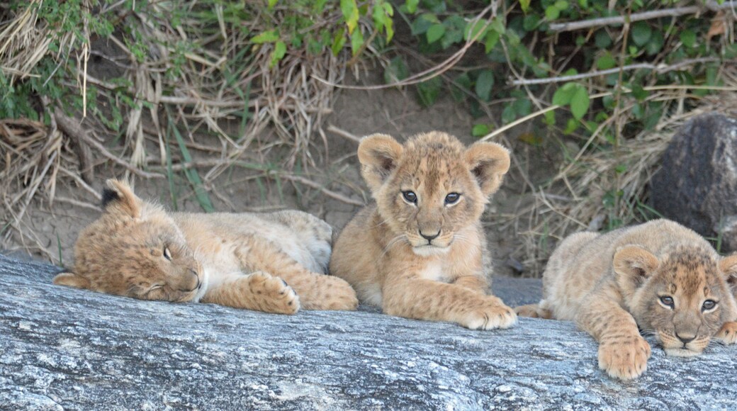 Cute but watch out for Mother