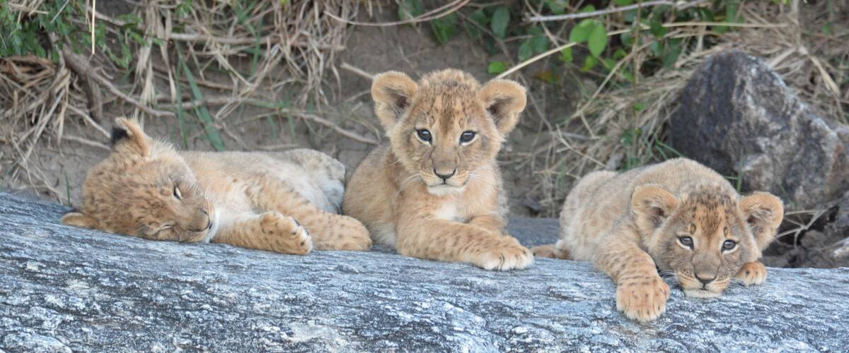 Cute but watch out for Mother