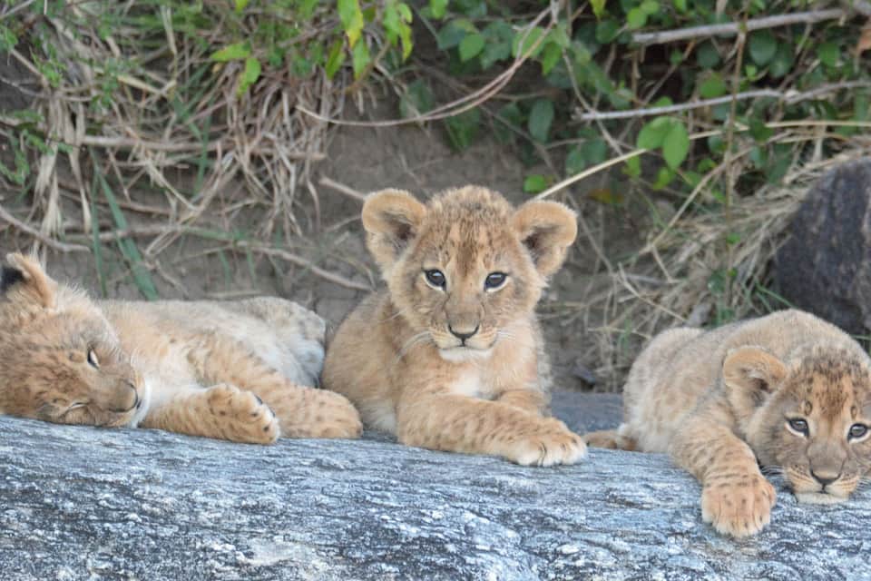 Three lion cubs resting on a rock.