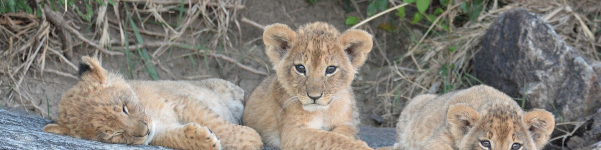 Cute but watch out for Mother