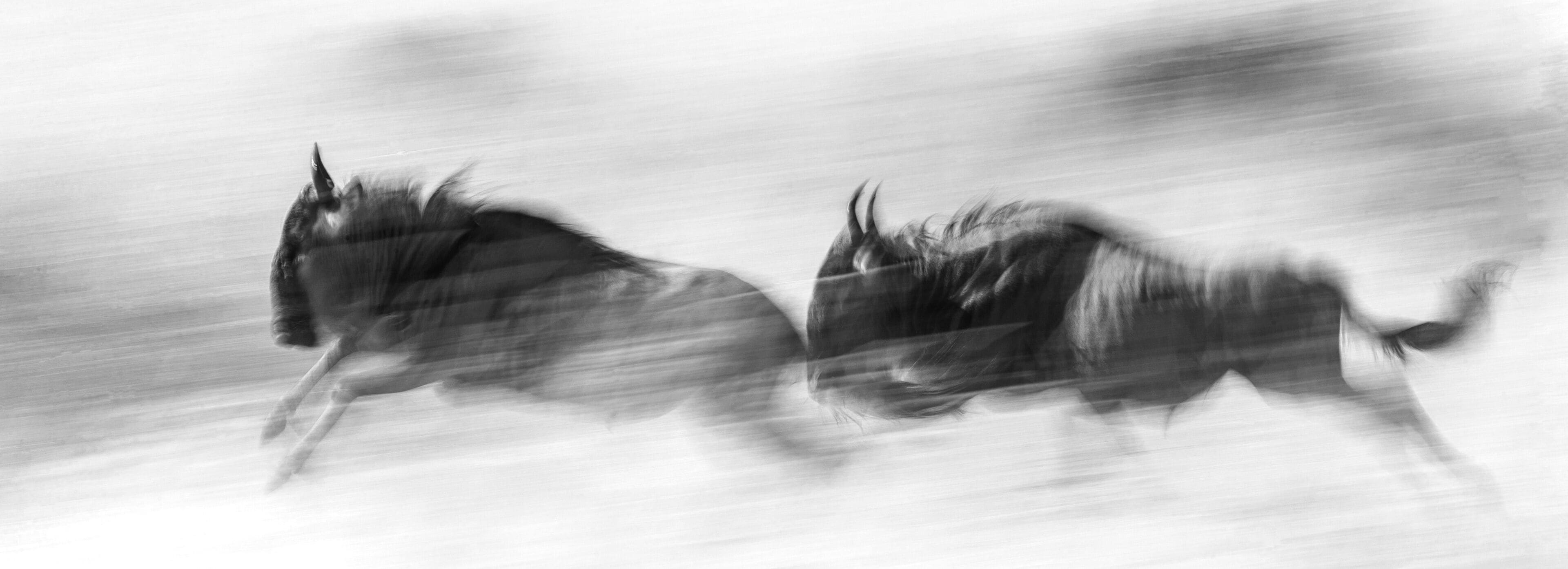 Wildebeests running through the savannah. Great Migration. Kenya. Tanzania. Maasai Mara National Park. An excellent illustration.