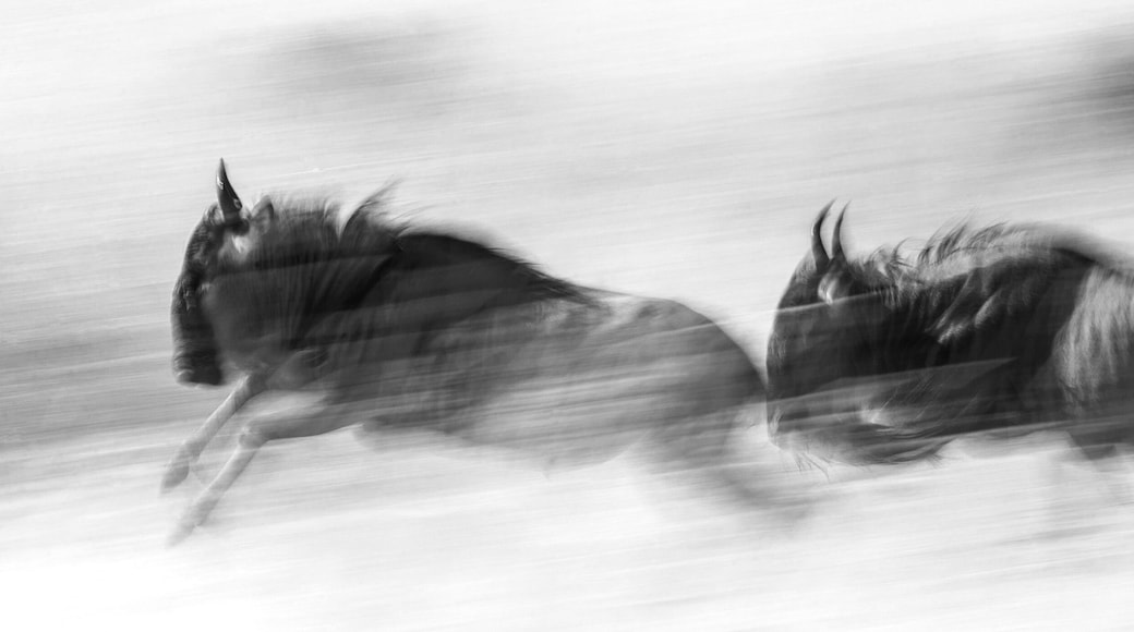 Wildebeests running through the savannah. Great Migration. Kenya. Tanzania. Maasai Mara National Park. An excellent illustration.