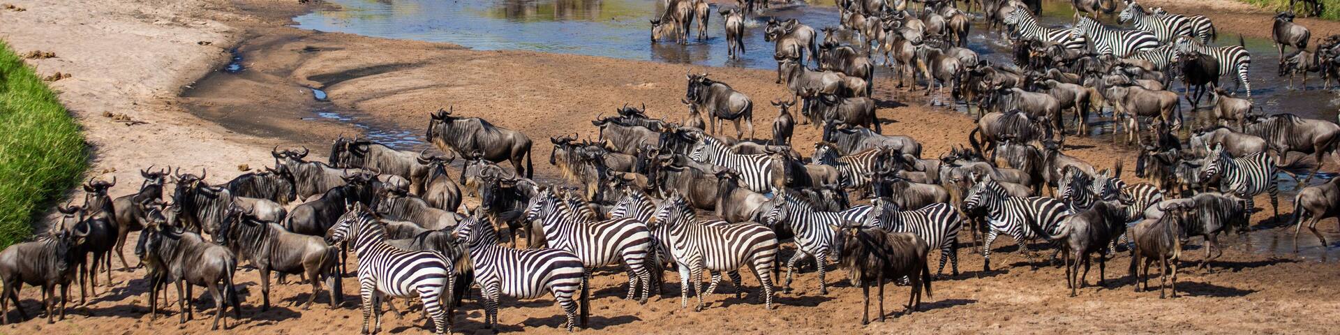 A herd of wildebeests and zebras near a watering hole in a savanna landscape.