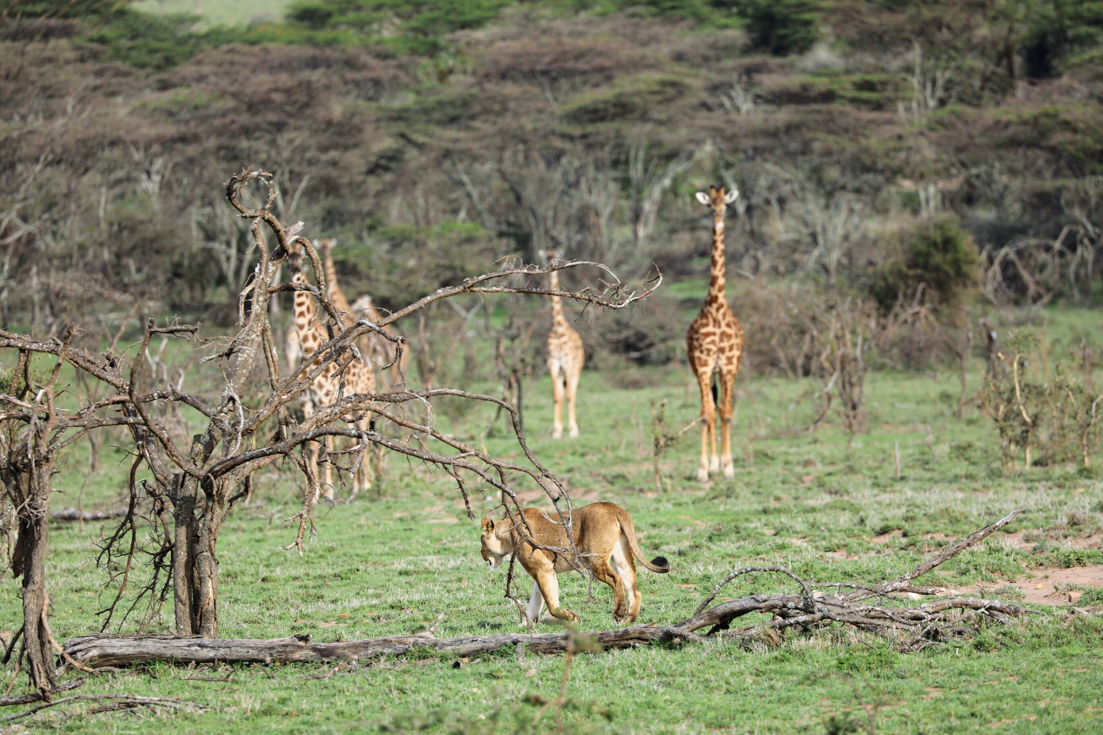 These giraffe are keeping a close eye on the lioness walking towards them.  This was in Kenya on a drive from Gamewatchers Safaris & Porini Camps Porini Mara camp.