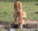 Un lion boit de l’eau dans une flaque d’eau au milieu d’un champ herbeux.