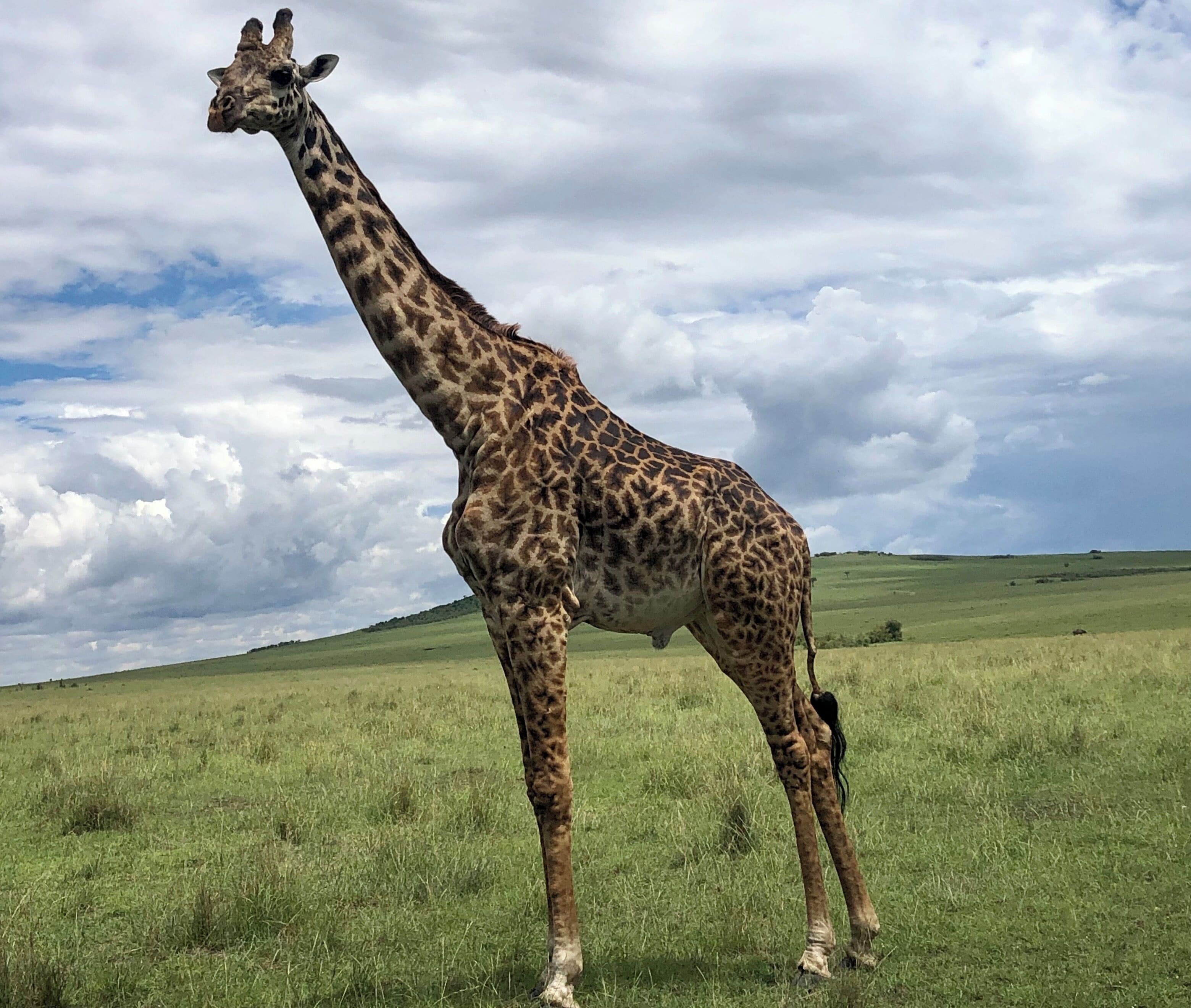 Maasai Mara had been a dream to me. I finally did it and boy was it worth it!
I stayed at and did the park visit with actual Maasai people, it was wonderful. (Oseki Lodge)
