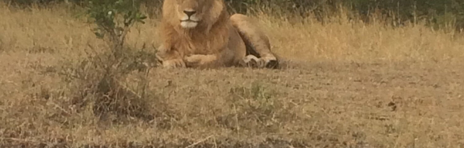 Un león descansando en un campo de hierba seca con arbustos verdes al fondo.