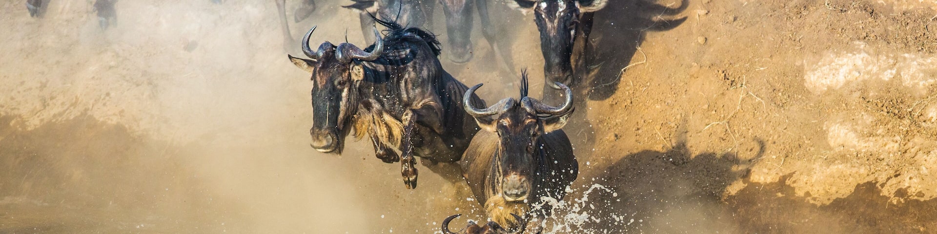 Wildebeests are crossing Mara river. Great Migration. Kenya. Tanzania. Maasai Mara National Park.