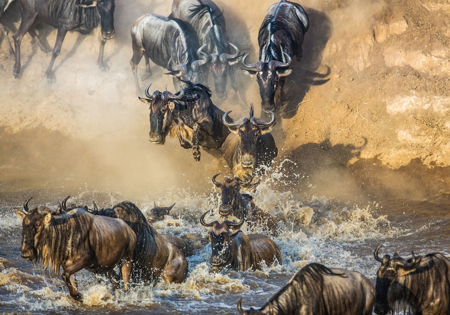 Wildebeests are crossing Mara river. Great Migration. Kenya. Tanzania. Maasai Mara National Park.