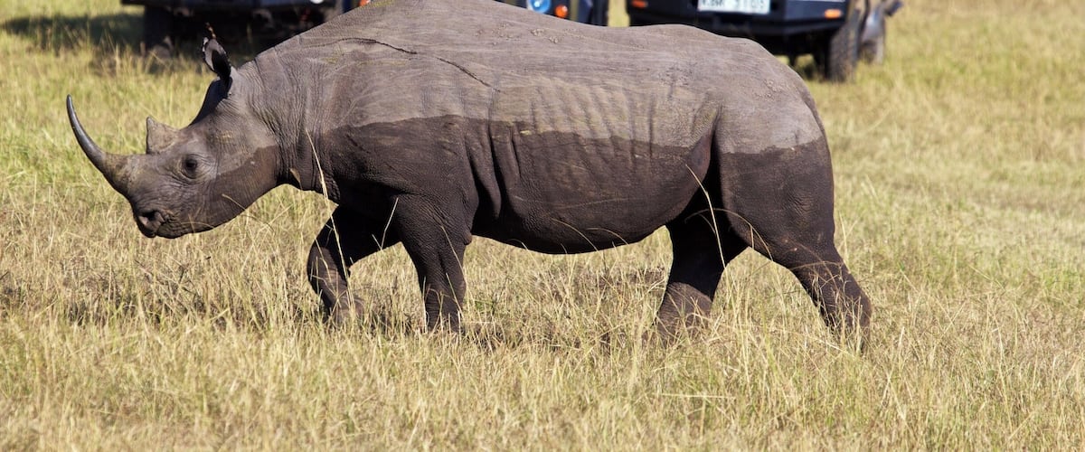 We had an early start this morning. Heading out to the Mara River in hopes to experience the Great Wildebeest Migration. Our Maasai guides took us off course, however, when their walkie-talkies and cell phones started squawking . A very rare sighting they told us, very rare. Quickly our vehicle bumped along over rocks and hills and boulders until we saw it. An extremely rare sighting in the Mara, a lone black rhino. Having spent the night wallowing in the mud, this two-toned black rhino split the herds of wildebeest on its way to destinations unknown. Hopefully for many many years to come, but the reality is grim, and these beautiful creatures may not be here for our children's children.
#worldrhinoday #savetherhinos #saynotorhinohorn #MagicalKenya #MakeItKenya #wildlife #nature #conservation #AfricanAmazing #InstaNature #worthmorealive #rhinoconservation #canon60D
