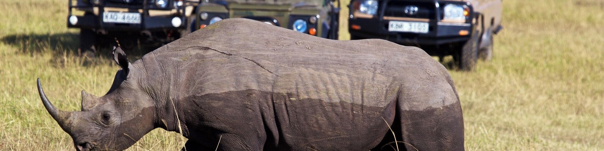 We had an early start this morning. Heading out to the Mara River in hopes to experience the Great Wildebeest Migration. Our Maasai guides took us off course, however, when their walkie-talkies and cell phones started squawking . A very rare sighting they told us, very rare. Quickly our vehicle bumped along over rocks and hills and boulders until we saw it. An extremely rare sighting in the Mara, a lone black rhino. Having spent the night wallowing in the mud, this two-toned black rhino split the herds of wildebeest on its way to destinations unknown. Hopefully for many many years to come, but the reality is grim, and these beautiful creatures may not be here for our children's children.
#worldrhinoday #savetherhinos #saynotorhinohorn #MagicalKenya #MakeItKenya #wildlife #nature #conservation #AfricanAmazing #InstaNature #worthmorealive #rhinoconservation #canon60D