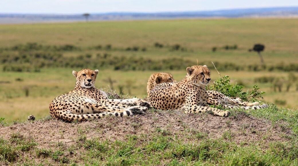 These Cheetah we saw on a day trip from Porini Mara camp on the Ol Kenyei conservancy in Kenya