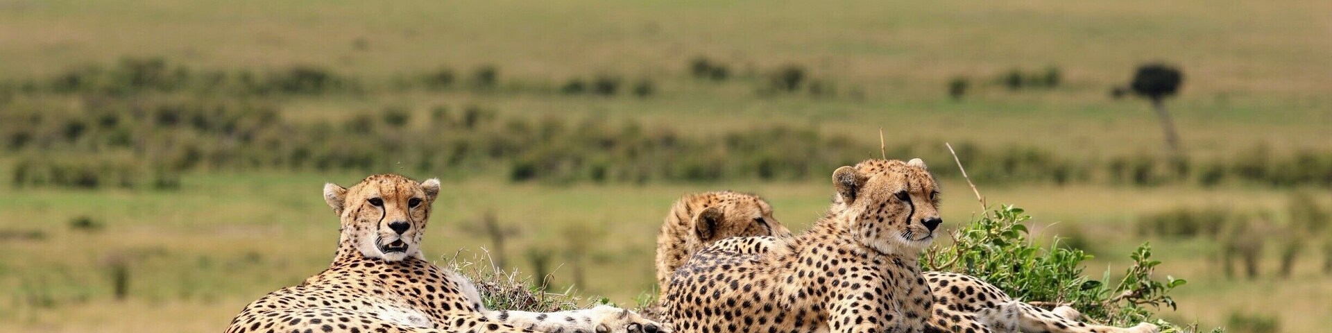 These Cheetah we saw on a day trip from Porini Mara camp on the Ol Kenyei conservancy in Kenya