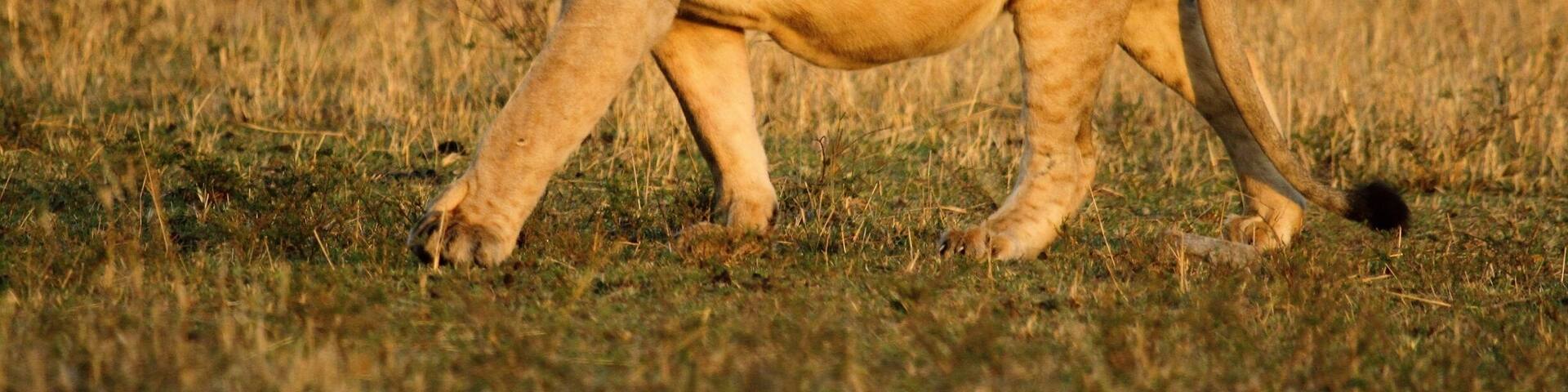 Young male lion in early morning light Maasai Mara Kenya Oct 2016 #maratriangle #maraplains #greatplainsconservation