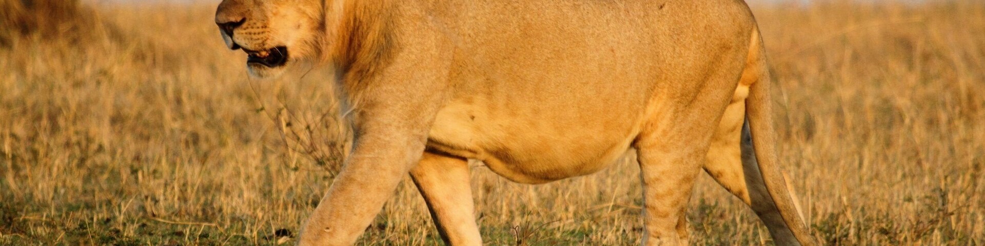 Young male lion in early morning  light Maasai Mara Kenya Oct 2016 #maratriangle #maraplains #greatplainsconservation