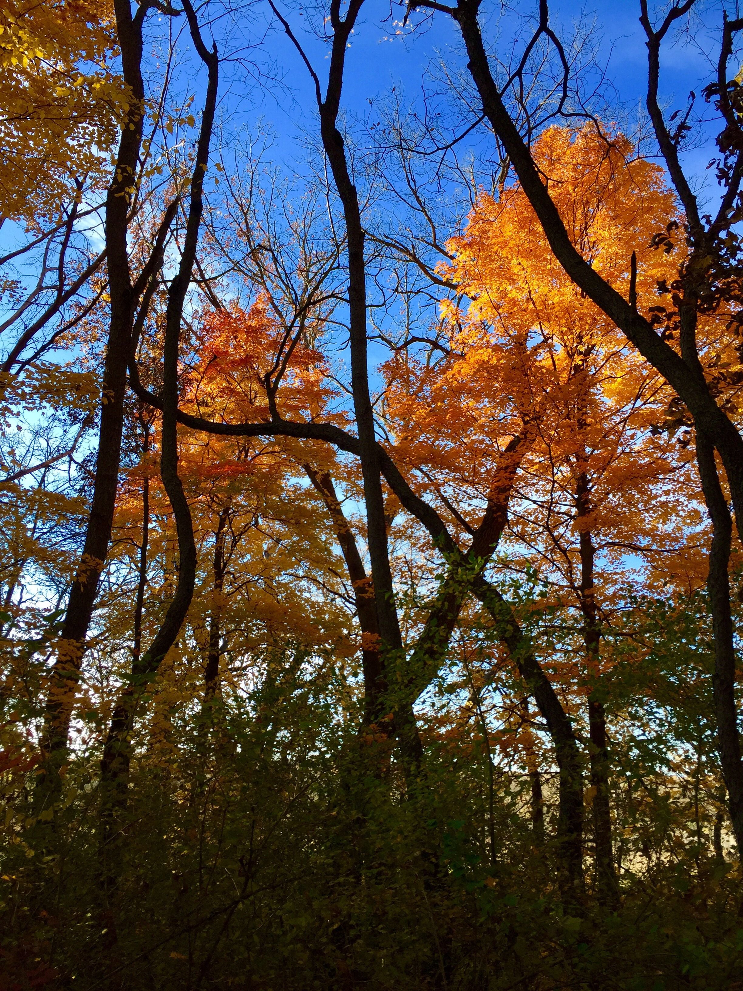 Trees are poems the earth writes upon the sky