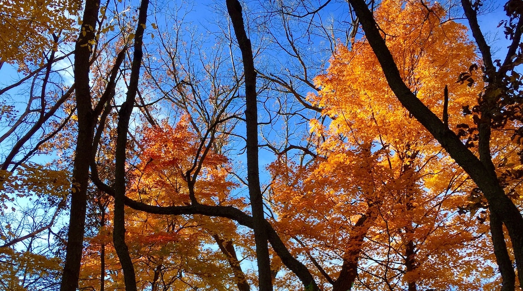 Trees are poems the earth writes upon the sky