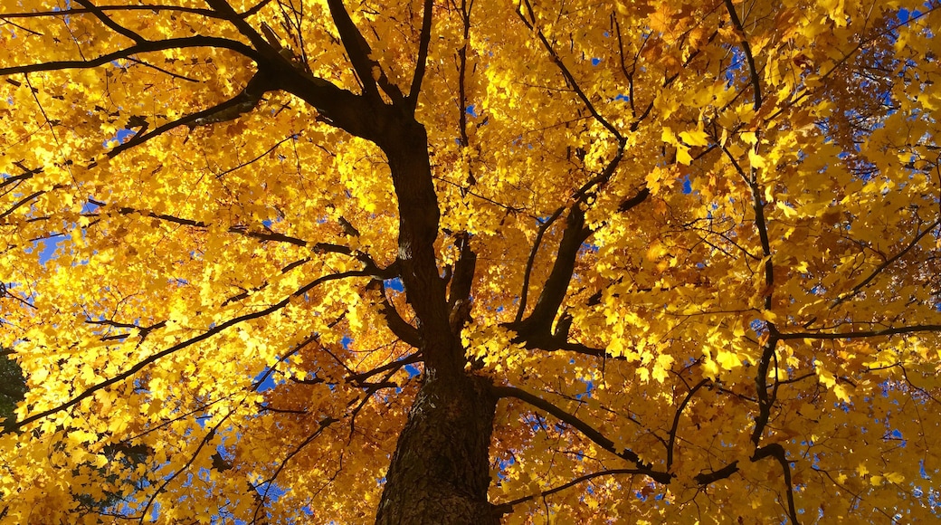 Beautiful trees of al sorts..this one is Maple