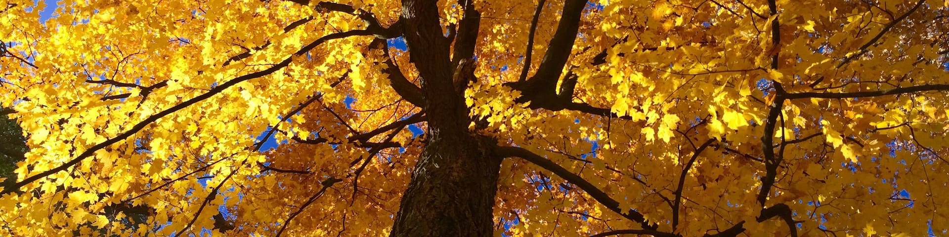 Beautiful trees of al sorts..this one is Maple