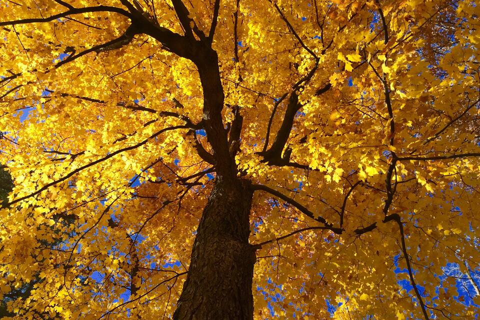 A tree with yellow leaves against a clear blue sky.