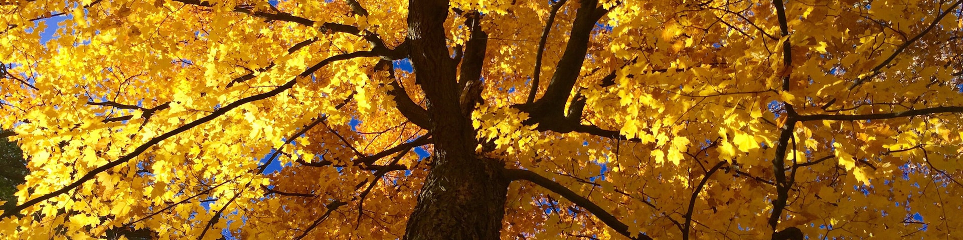 Beautiful trees of al sorts..this one is Maple