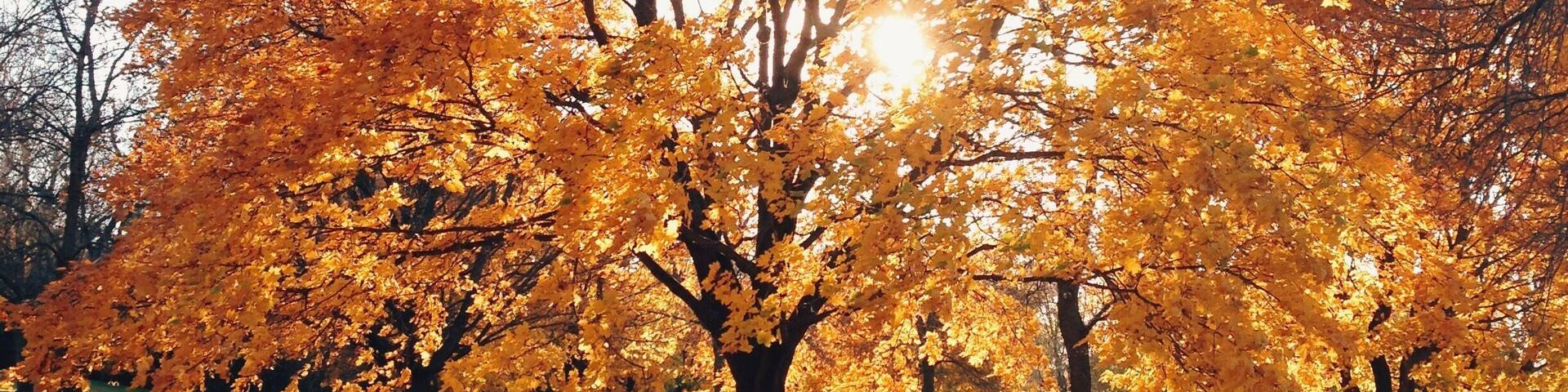 Perfect late fall day biking from Lake Hiawatha to Lake Nokomis. www.bradleyhanson.com bradleyhanson.vsco.co