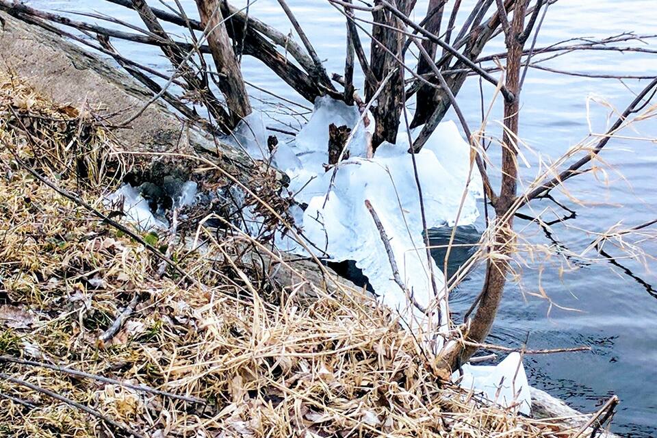 A frozen lake with branches and snow.