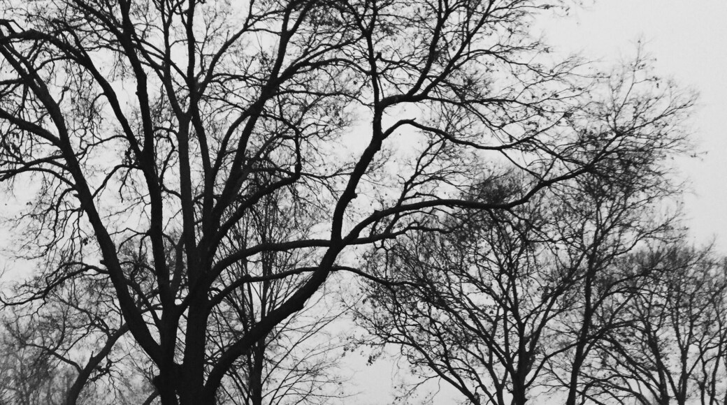 Foggy morning at Lake Hiawatha.