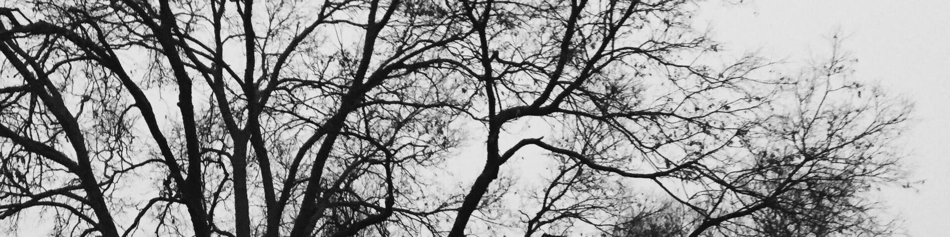 A park with leafless trees and a foggy atmosphere.