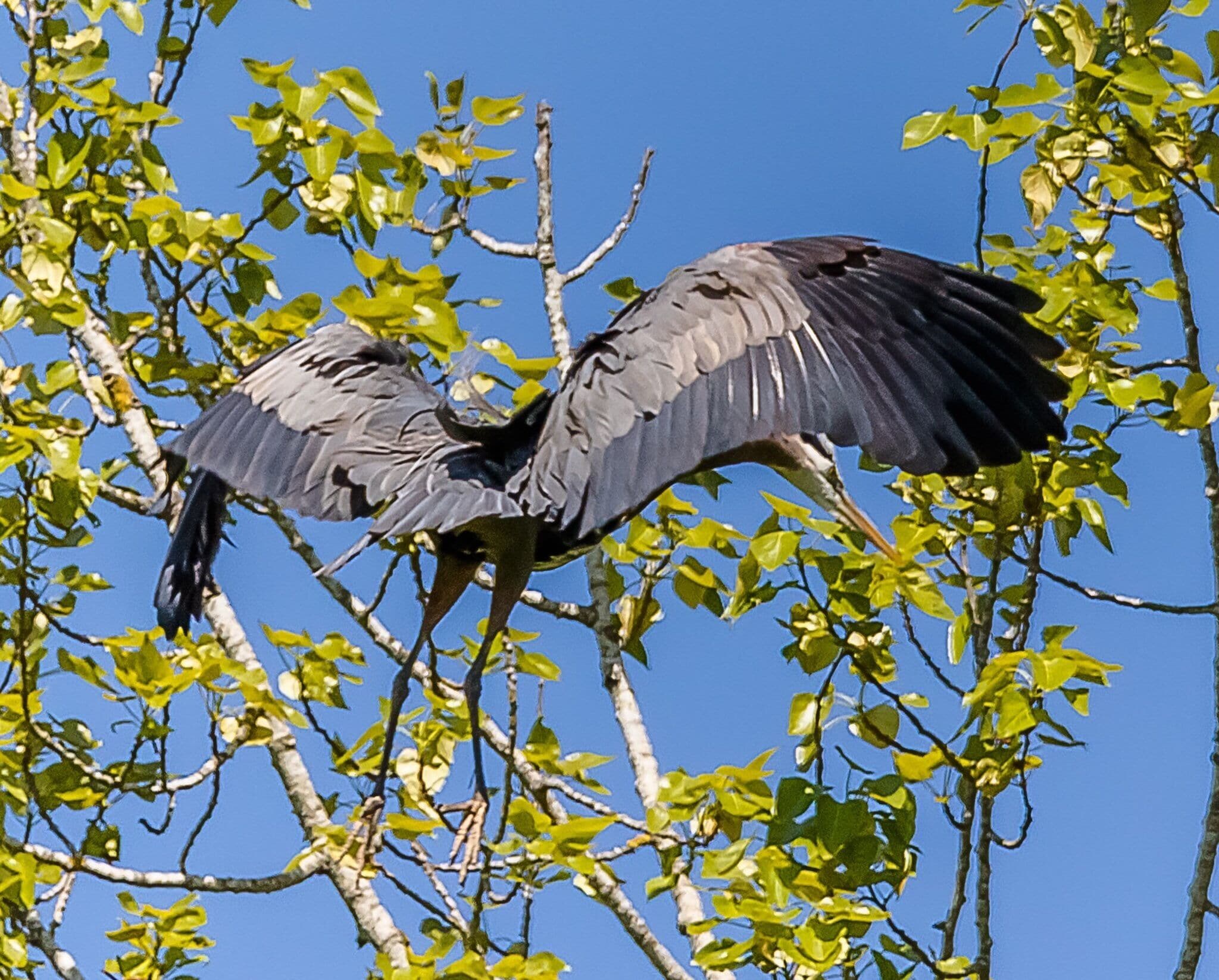 A series of images showing how a heron may re-enter the rookery.