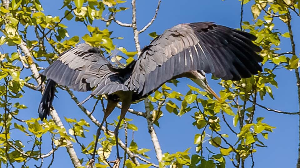 A series of images showing how a heron may re-enter the rookery.