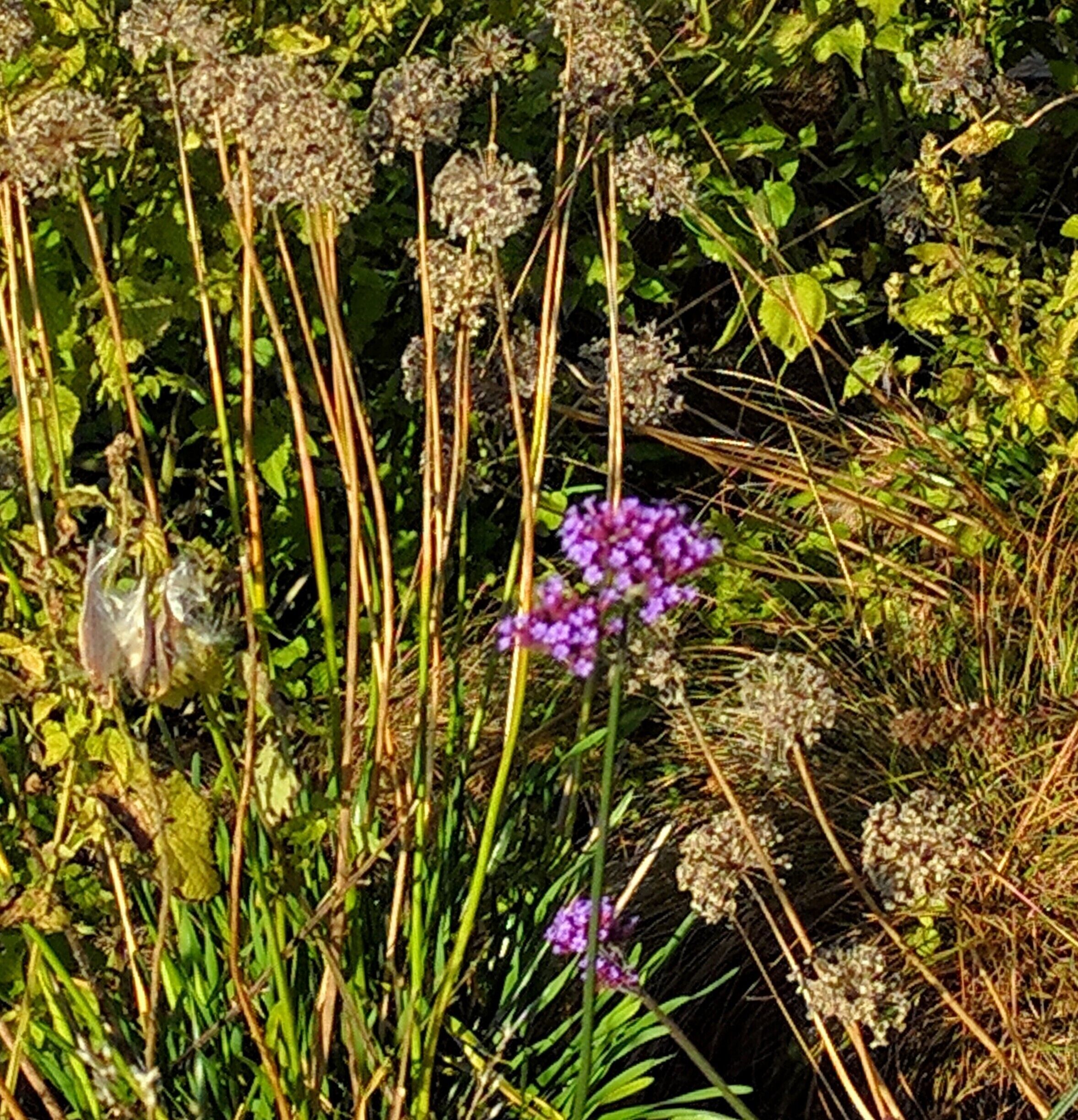 One last splash of summer colors at Lake Nokomis, early in a chilly morning 