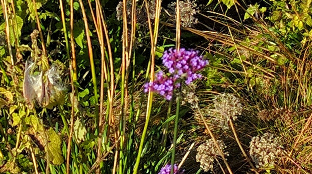 One last splash of summer colors at Lake Nokomis, early in a chilly morning
