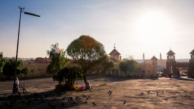 Una plaza histórica con un árbol grande, palomas y un edificio con múltiples torres.