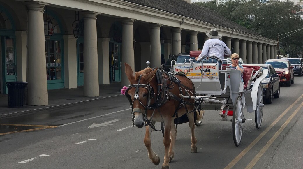 New Orleans horse drawn carriage.