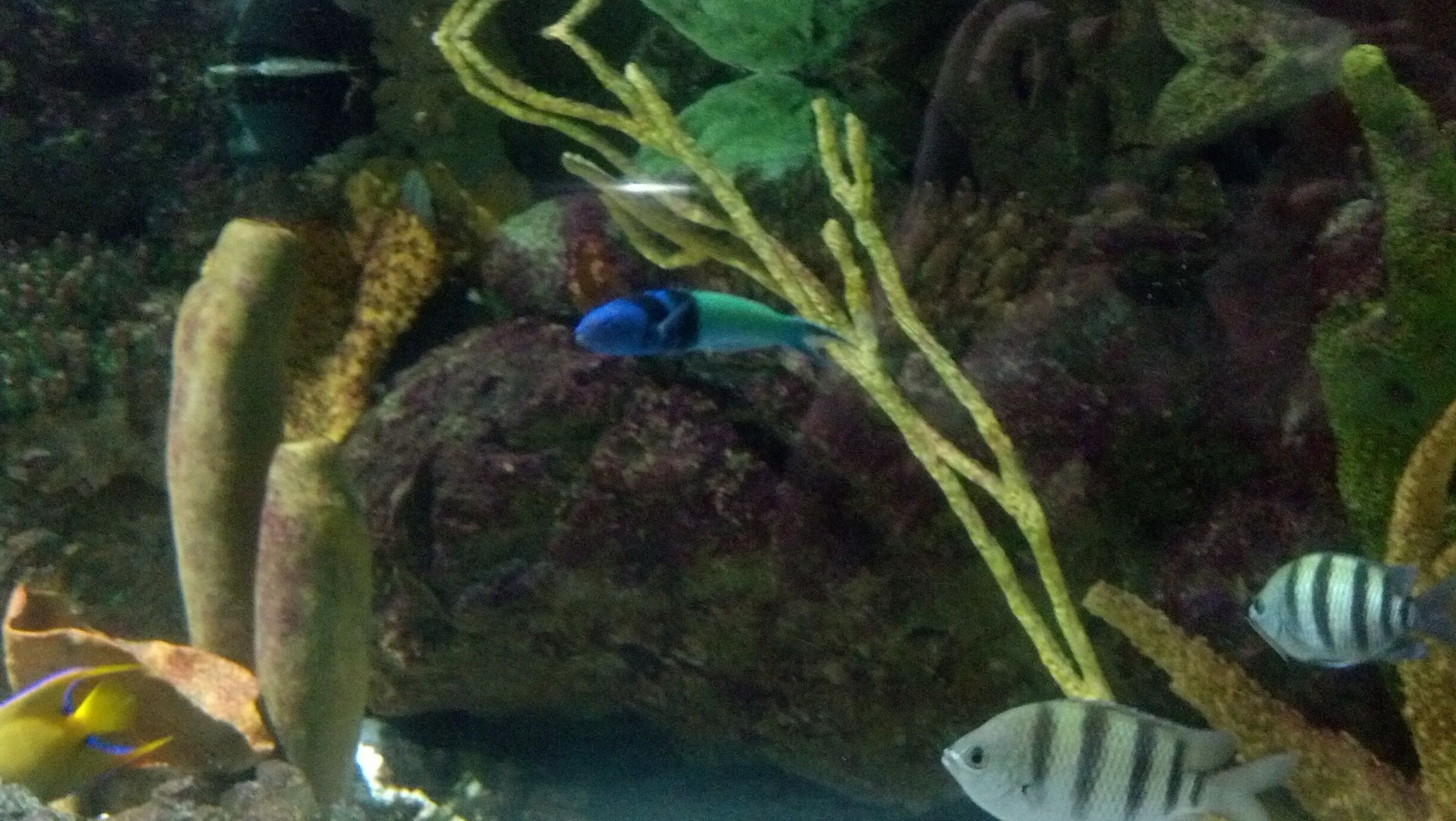 Love this aquarium.... One of my favorites