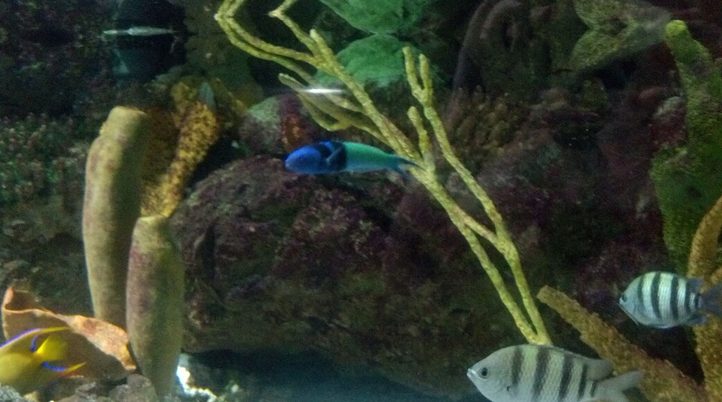 Love this aquarium.... One of my favorites