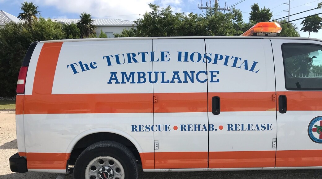 A must visit in my opinion. Go to the turtle hospital and learn about our endangered friends. See the great work the hospital is doing to look after the turtles. Takes about 90 mins to go round,meet all the turtles and even feed them.
